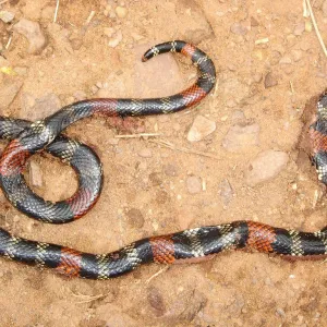 Cobra Morta