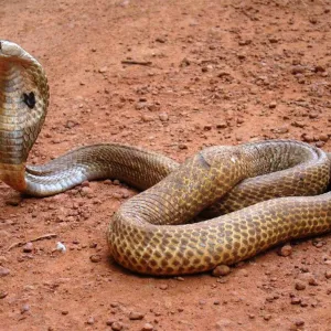 Cobra Naja