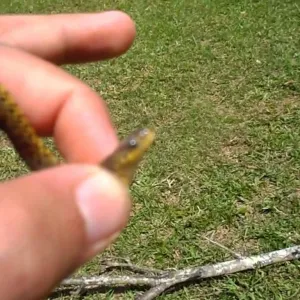 Cobra Pequena