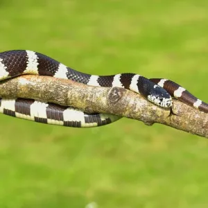Cobra preta e amarela