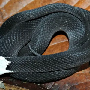 Cobra preta