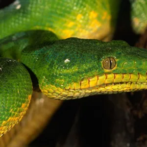 Cobra verde