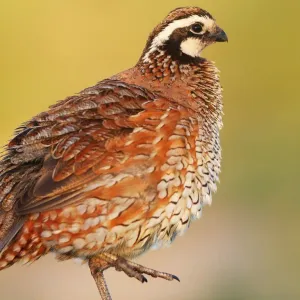 Codorna