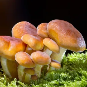 Cogumelo