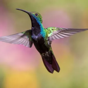 Colibri