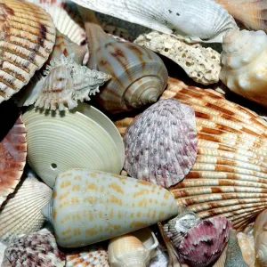 Conchas do Mar