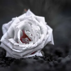 Condolências