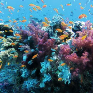 Coral
