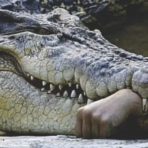 Crocodilo
