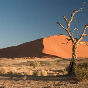 Deserto