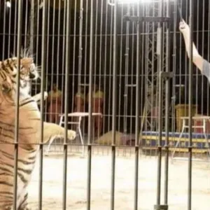 Domador de animais