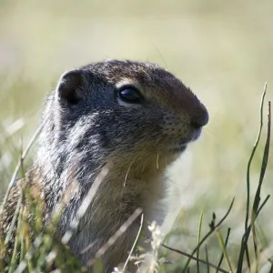 Doninha