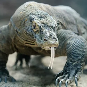 Dragão de komodo