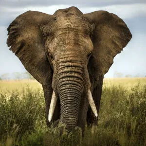 Elefante