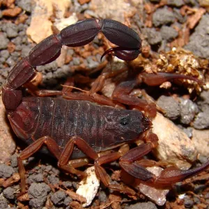 Escorpião Vermelho