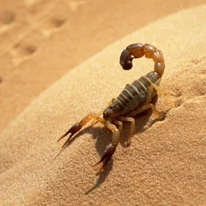 Escorpião