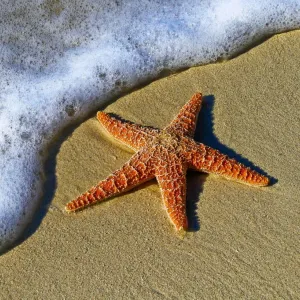 Estrela-do-mar