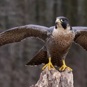 Falcão