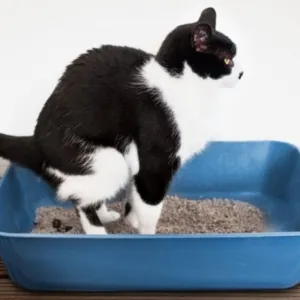 Fezes de gato