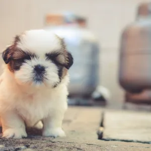 Filhote de Cachorro