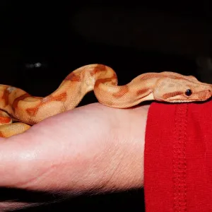 Filhote de Cobra