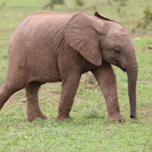 Filhote de elefante