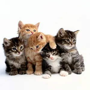 Filhote de Gato
