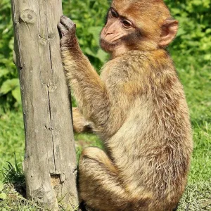 Filhote de macaco