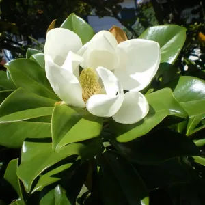 Flor branca