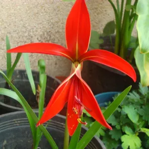 Flor-de-lis