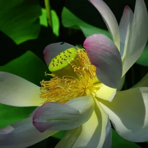 Flor de lótus