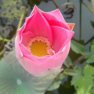 Flor desabrochar