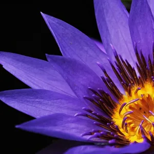 Flor roxa