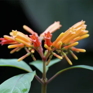 Flor