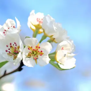 Flores branca