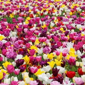 Flores coloridas