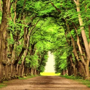 Floresta