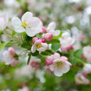 Floricultura
