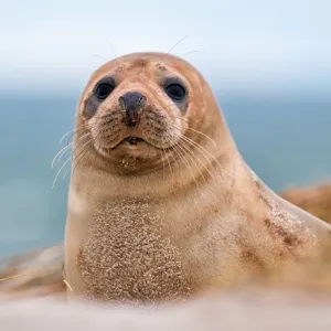 Foca