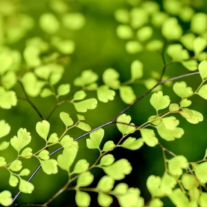Folhas verdes