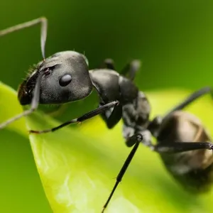 Formiga
