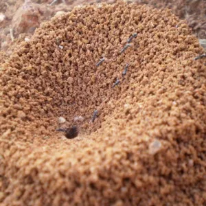Formigueiro
