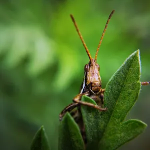 Gafanhoto