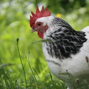 Galinha