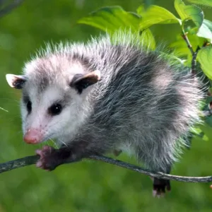 Gambá