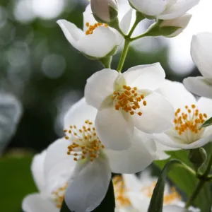 Gardênia