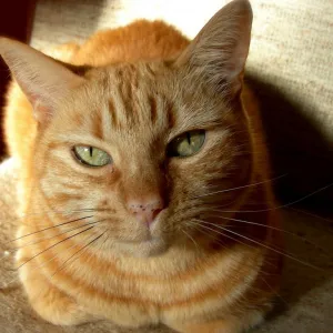 Gato Amarelo