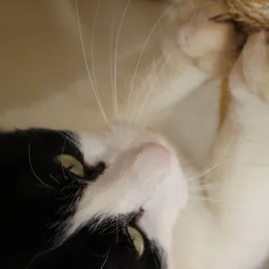 Gato Arranhando