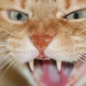 Gato Atacando