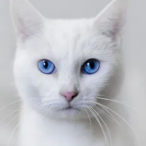 Gato Branco